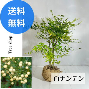 ie yzie  V 0.85m 0.6m Hnc N  A  ͂Ă܂B