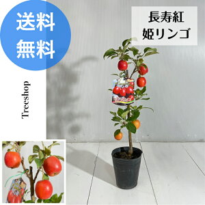 g PS yz 12cm|bg 0.4m  0.2m ʎc  A c  ʎ n