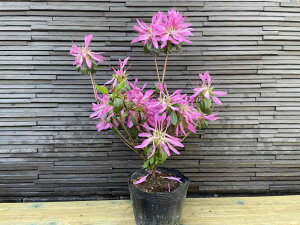 ツツジ 盆栽 植木 植木 盆栽の人気商品 通販 価格比較 価格 Com