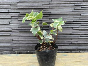 観葉植物 アイビー 寄せ植え 観葉植物の人気商品 通販 価格比較 価格 Com 観葉植物 アイビー 寄せ植え 観葉植物の人気商品 通販 価格比較 価格 Com