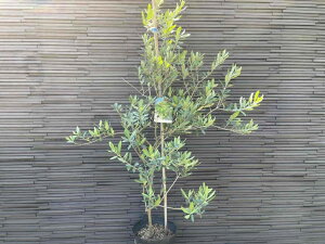 観葉植物 シンボルツリー オリーブの人気商品 通販 価格比較 価格 Com
