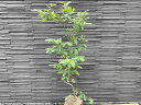ブルーベリー ブライトウェル 植木 苗 庭木 根巻き苗 高さ0.6〜0.7m　幅0.4m ラビットアイ系 ベリー 果樹 果樹苗