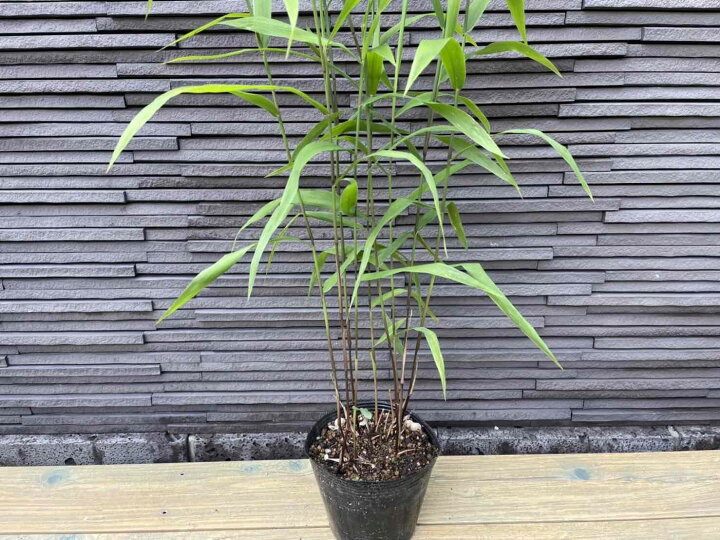 楽天市場 小判草 コバンソウ 俵麦 タワラムギ 山野草 苗木 庭木 盆栽 苔玉 ドライフラワー Tree Shop