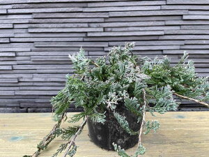 o[n[o[ Rjt@[ 15cm|bgc OhJo[ a m  R