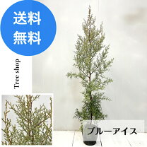 楽天市場】コニファー ブルーアイスの通販