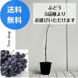 �I�ׂ�Ԃǂ� �y���������z 3�i�� ���� �f���E�F�A �s�I�[�l �u�h�E ���� �ʎ��c �ƒ�؉� �A�� ��� �|�b�g�c �L�O�� �V���{���c���[