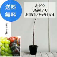 選べるぶどう 【送料無料】 3品種 シャインマスカット クィーンニーナ BKシードレス 葡萄 果樹苗 家庭菜…