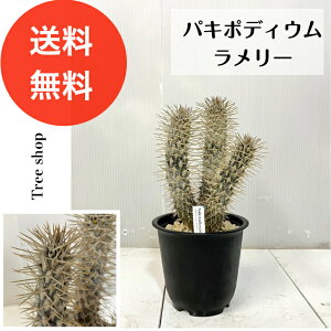 観葉植物 パキポディウム ラメリー」の人気商品一覧・価格比較 - 価格.com