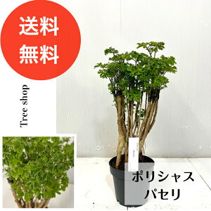 �y�ϗt�A���z�|���V���X �p�Z�� �y���������z�|���X�L�A�X �t���e�B�R�[�T 12cm�v���� ����0.4m ��0.2m 4���� ��Ύ� ��� �M�ѐA�� �C���e���A �������