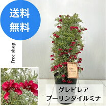 楽天市場】グレビリア（観葉植物｜花・観葉植物）：花・ガーデン・DIY