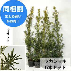 マキ 常緑樹 盆栽 植木」の人気商品一覧 | 安い商品を通販サイトから 