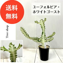 楽天市場】ホワイトゴーストの通販