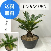 楽天市場】ソテツ 鉢の通販