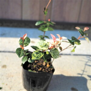 生花 グランドカバー 常緑 Diy 工具の人気商品 通販 価格比較 価格 Com