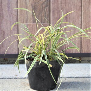 生花 グランドカバー 宿根草の人気商品 通販 価格比較 価格 Com