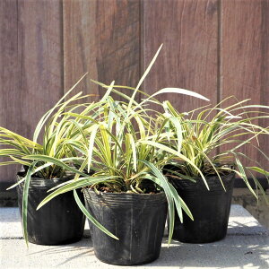 生花 グランドカバー 宿根草の人気商品 通販 価格比較 価格 Com