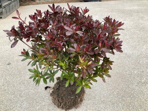 さつき 盆栽 植木の人気商品 通販 価格比較 価格 Com さつき 盆栽 植木の人気商品 通販 価格比較 価格 Com