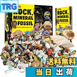 yzXXTOYS zΕW{ ΂  VRz WI[h VR bN~l RNV WFXg[ 250Zbg nȊwLbg  AWXg q v[g M