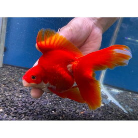楽天市場 飯田 琉金 熱帯魚 アクアリウム ペット ペットグッズ の通販