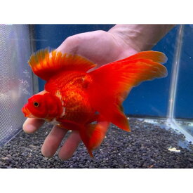 楽天市場 飯田 琉金 熱帯魚 アクアリウム ペット ペットグッズ の通販