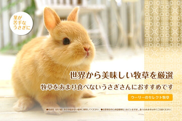 新作入荷 新品 ウーリー Pere Boku ダブルティモシー ペレット牧草 うさぎ 牧草 エサ ペット Maishainfotech Com