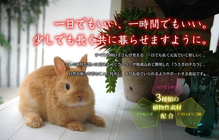 楽天市場 ウーリー うさぎのチカラ 1錠 1包12錠入り 10包 うさぎ サプリメント うさぎ専門店の食彩 Truegrasses