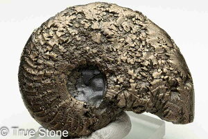  pCCgAiCg VA TgtB 37.7g pCCg AiCg D 