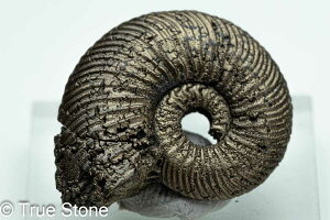  pCCgAiCg VA TgtB pCCg AiCg D 