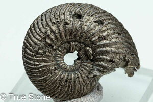  pCCgAiCg VA TgtB pCCg AiCg D 