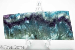 GWFtFU[t[Cg XCX Vg̉H tFU[Ct[Cg t[Cg oCJ[t[Cg VR 