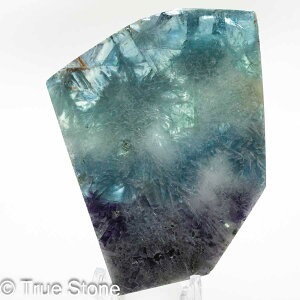 GWFtFU[t[Cg XCX Vg̉H tFU[Ct[Cg t[Cg oCJ[t[Cg VR 