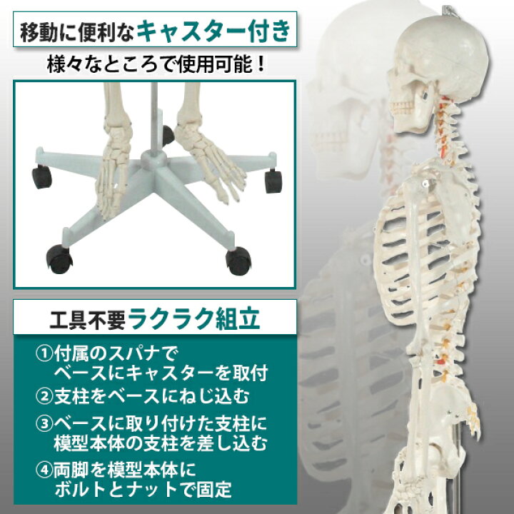 楽天市場】人体模型 骨格模型 骨 等身大 展示スタンド付き 骨格標本 