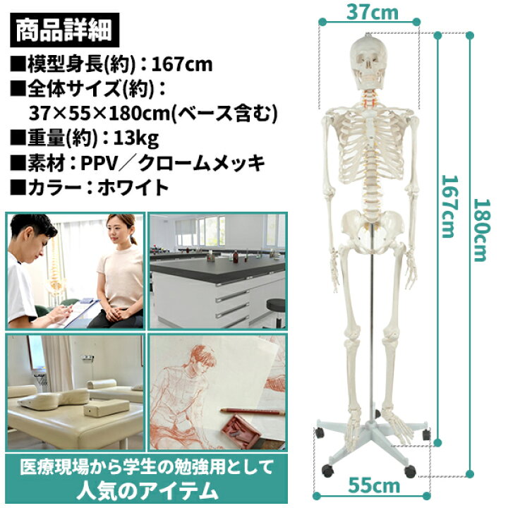 楽天市場】人体模型 骨格模型 骨 等身大 展示スタンド付き 骨格標本 