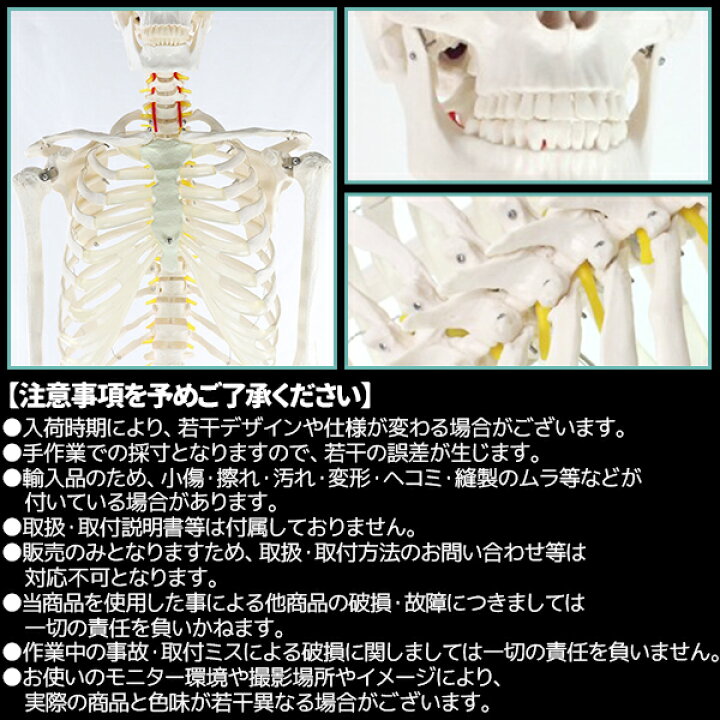 楽天市場】人体模型 骨格模型 骨 等身大 展示スタンド付き 骨格標本 