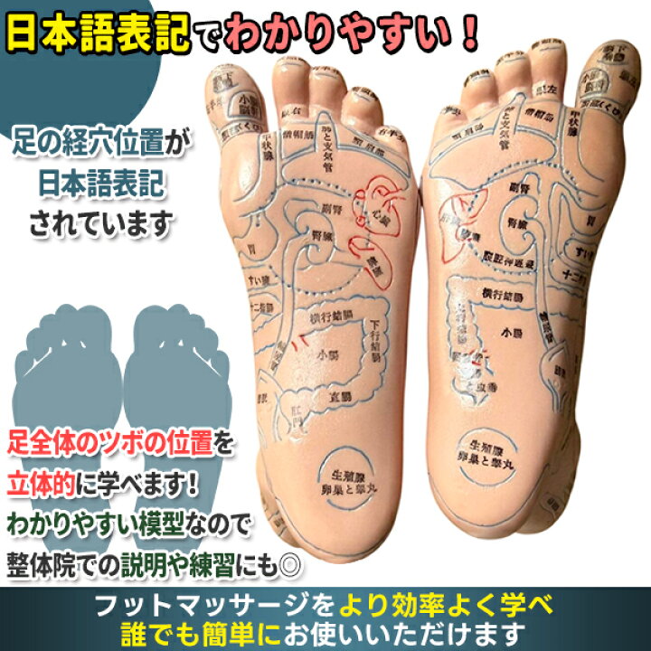 楽天市場】足つぼ 模型 足裏 反射区 日本語 表記 マッサージ ツボ押し 