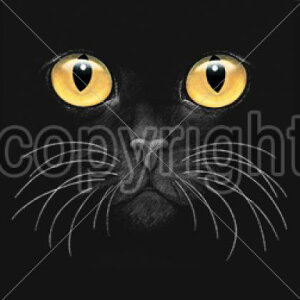 Lbg XEFbg tWbvp[J[ (75j lR L S[hAC ubNLbg Lvg 킢 Mtg I[i[YObY LOi It 