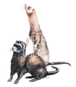 tFbg (02|L) tVc  Jbg\[ ێ^ N[lbN 100% gbvX fB[X Y Vv 킢  Cxg   I[i[ObY It