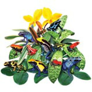 JG ^  tbO Frog (03|L)  g[gobO GRobO }CobOyLTCY/z킢  fB[X Y jp a4 傫 LoX  Aj} ybg 