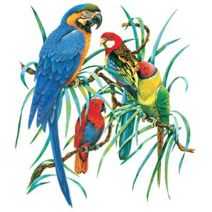 楽天市場 鳥 ルリコンゴウインコ ナナクサインコ コガネメキシコインコ １４ D 鳥類 トリ とり トートバッグ エコバッグ マイバッグ Lサイズ 大 かわいい おしゃれ レディース メンズ 男女兼用 大きめ キャンバス 動物 アニマル ペット オーナーグッズ 敬老の日