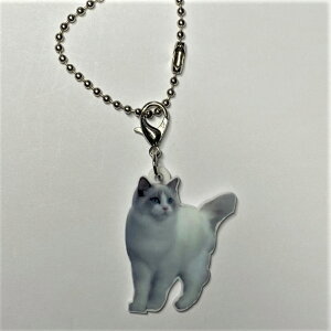 ˂ catyL[z_[ `[ zlRObY obO`F[ }XN`[ AN L Lbg Lg CAT L lRG Lbg I[i[ObY 킢 A L[`F[ v