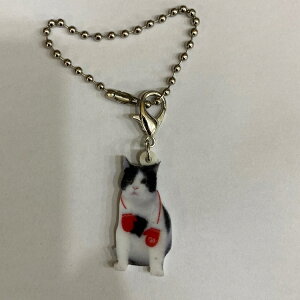 ˂ catyL[z_[ `[ zlRObY obO`F[ }XN`[ AN L Lbg Lg CAT L  lRG Lbg I[i[ObY 킢 A L[`F[ v