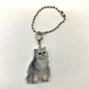 ˂ catyL[z_[ `[ z lRObY obO`F[ }XN`[ AN L Lbg Lg CAT L lRG Lbg I[i[ObY 킢 A L[`F[ v