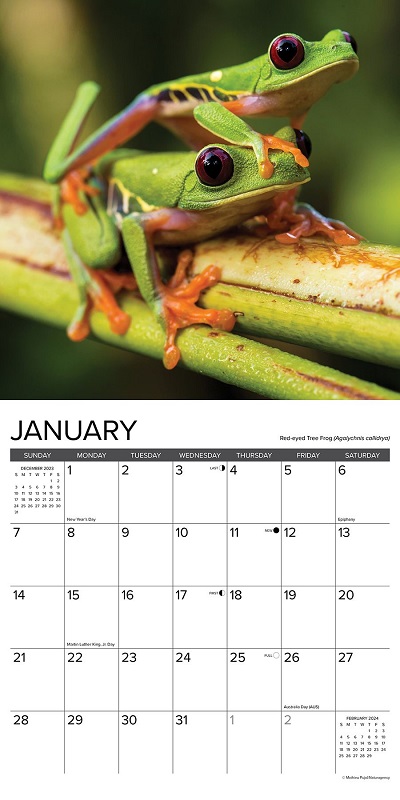 カエル 蛙 かえる フロッグ カレンダー 2024年 令和6年 暦 両生類 動物