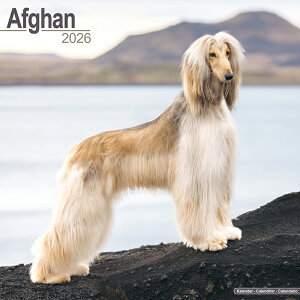 J_[ AtKnEhyM[TCY/Ǌ|z 2026N ߘa8N  A  ybgJ_[ ʃJ_[  hbO dog ߂ A 킢 Ǌ| Ԃ G[{T