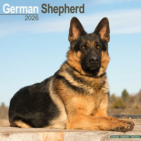 ★カレンダー ジャーマンシェパード 【レギュラーサイズ/壁掛け】犬 2026年 令和8年 暦 輸入 イギリス 動物 ペットカレンダー 犬種別カレンダー ドッグ dog 月めくり かわいい 中綴じ SDGs エーボンサイド スクエアタイプ プレゼント クリスマス 誕生日