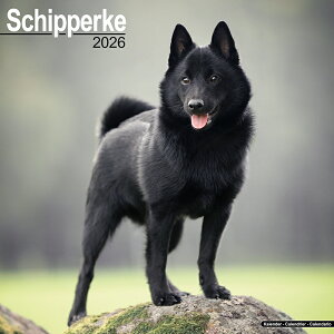 J_[ XLbp[L yM[TCY/Ǌ|z 2026N ߘa8N  A CMX  ybgJ_[ ʃJ_[ hbO dog ߂ 킢 Ԃ SDGs G[{TCh 