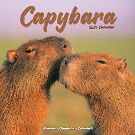 ★カレンダー カピバラ【レギュラーサイズ/壁掛け】 2026年 令和8年 暦 野生動物 動物 ペットカレンダー 月めくり 輸入 海外版 かわいい 中綴じ エーボンサイド スクエアタイプ プレゼント 誕生日 クリスマス
