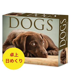 ߂J_[ FXȌ Dogs y/߂zBOX 2026N ߘa8N  ps[  ybgJ_[ ʃJ_[  hbO dog SDGfs A 킢 EB[N[N J_