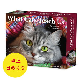 ߂J_[ J_[ LĂ鎖 y/߂zBOX 2026N ߘa8N  L lR ˂ Lbg cat CAT Lg LeB[  ybgJ_[ SDGfs A 킢 fXN