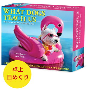 ߂J_[ Ă鎖 y/߂zBOX 2026N ߘa8N  ps[  ybgJ_[ ʃJ_[  hbO DOG dog SDGfs A 킢 EB[N[N 